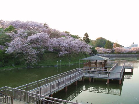 船越堤の桜
