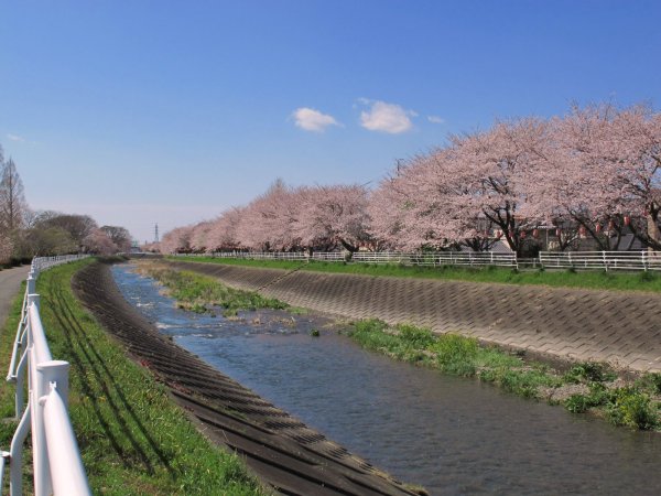 長尾川河畔の桜　（2012年）