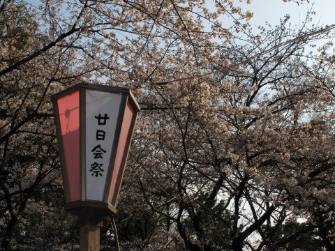 浅間神社　桜咲き始め