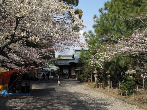 浅間神社　桜咲き始め