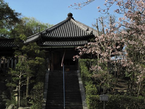法隆寺　桜