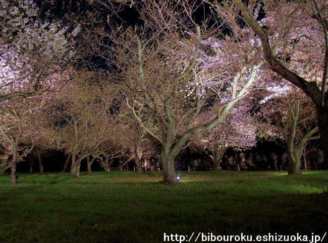 二条城の夜桜