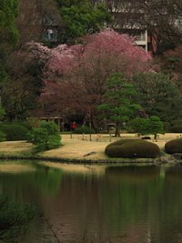 六義園と後楽園の桜