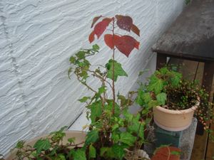 プチ紅葉