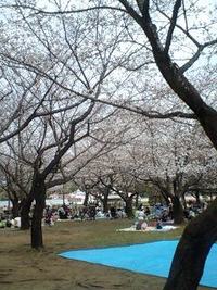 駿府公園でお花見