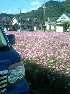 アトレーで秋桜畑
