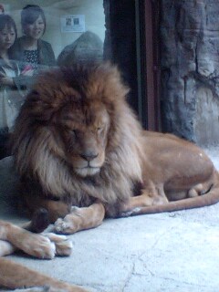 アトレーで日本平動物園