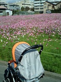 ベビーカーで秋桜畑