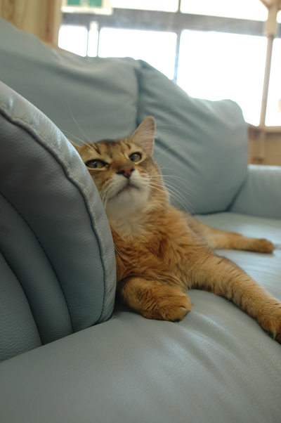 完成CatRoom（＾＾）