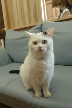 完成CatRoom（＾＾）