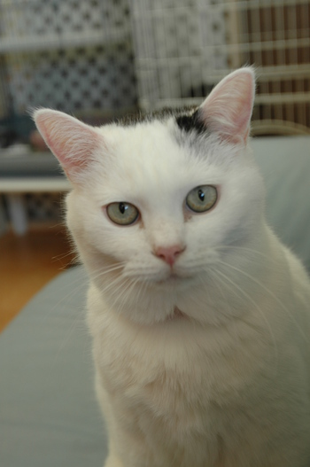 完成CatRoom（＾＾）