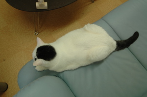 完成CatRoom（＾＾）