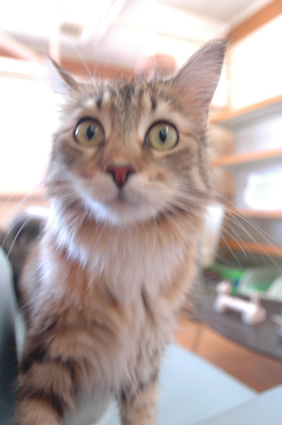 完成CatRoom（＾＾）