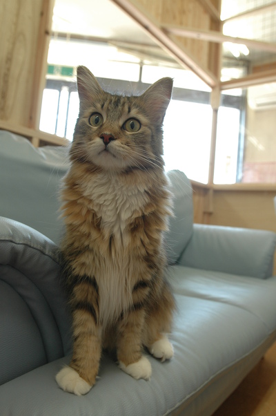 完成CatRoom（＾＾）