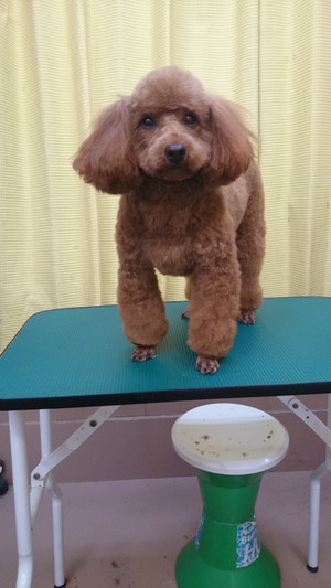 美容☆～