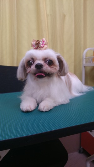 美容☆～