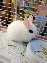 久しぶりのウサギ☆