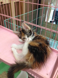 猫部屋にデビュー☆