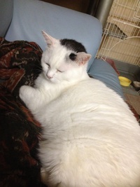 猫カフェ？