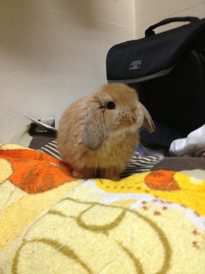 ロップの写真追加☆～