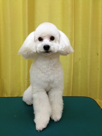 コテツ・パンチ☆～