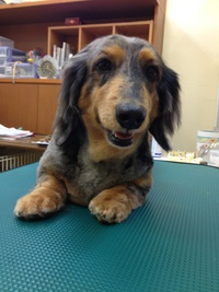 本日のお客様！！