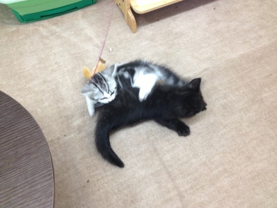 子猫デビュー！！