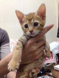 ベンガルの子猫☆～