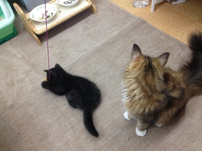 子猫デビュー！！
