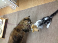 子猫デビュー！！