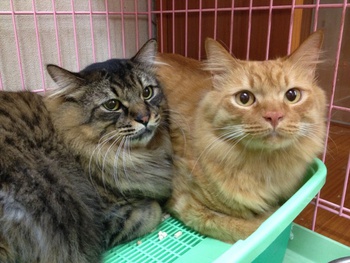 お泊りの猫☆～