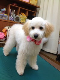 雫・シュウ・ルナ～☆