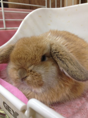 ロップの写真追加☆～