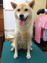美容☆