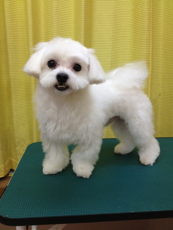 コテツ・パンチ☆～