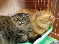 お泊りの猫☆～