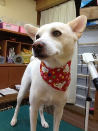 ハッピーがやってきた☆～