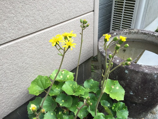 大久保の紅葉