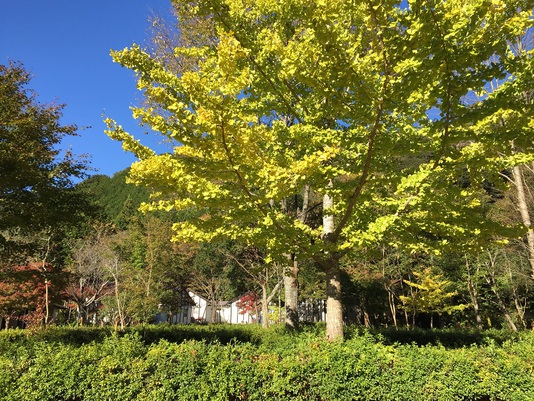 大久保の紅葉