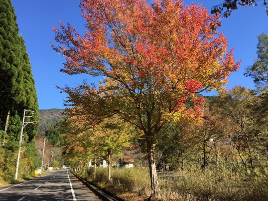 大久保の紅葉