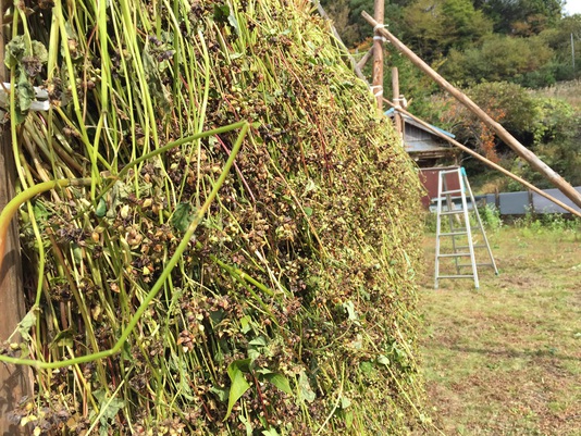 在来蕎麦　刈り取りました