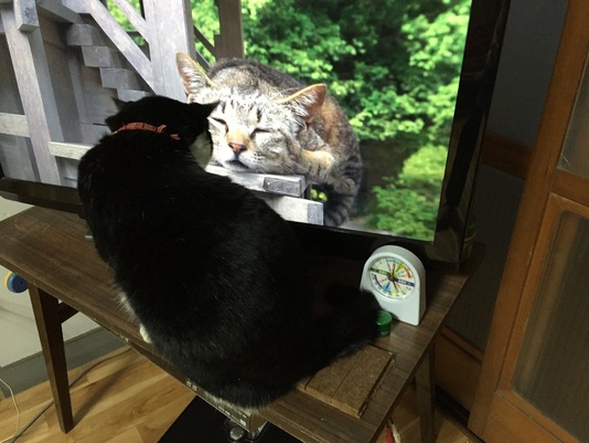 テレビ見るコロ子