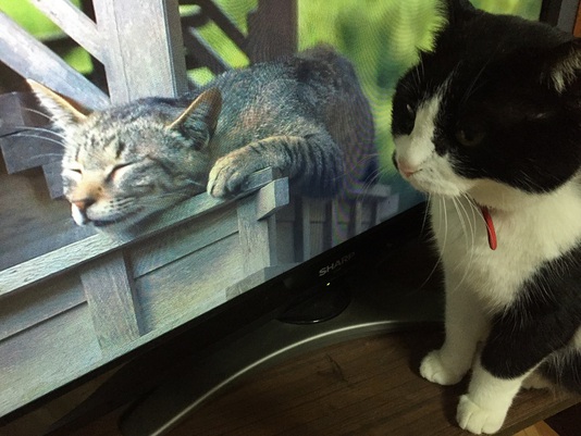 テレビ見るコロ子
