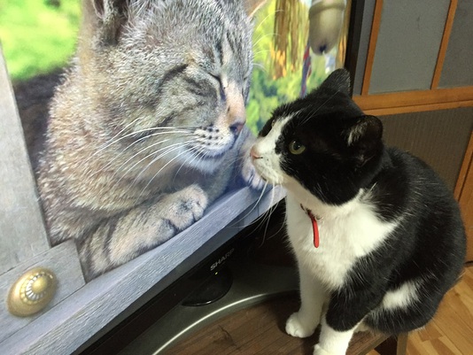 テレビ見るコロ子