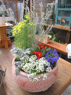 寄せ植え。。。
