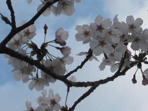 庵原川の桜。。。