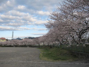 庵原川の桜。。。