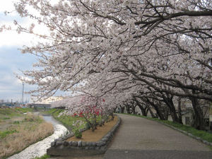 庵原川の桜。。。