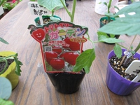 野菜の苗購入へ。。。