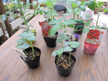 野菜の苗購入へ。。。